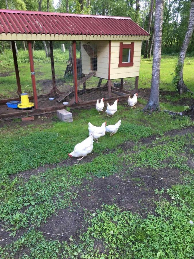 Reinholdi Puhkemaja Villa Jabara Dış mekan fotoğraf